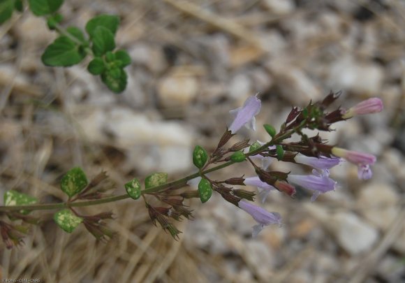 Clinopodium nepeta (L.) Kuntze Lamiaceae - Calament népéta