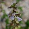 Clinopodium nepeta (L.) Kuntze Lamiaceae - Calament népéta