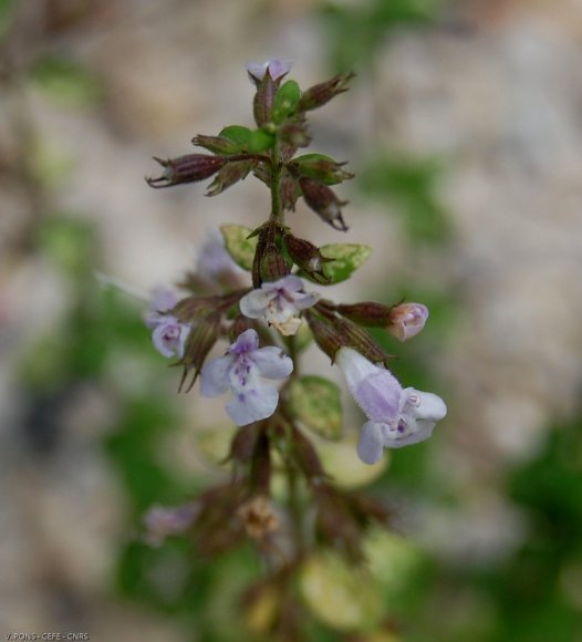 Clinopodium nepeta (L.) Kuntze Lamiaceae - Calament népéta