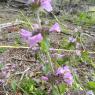 Clinopodium vulgare L. Lamiaceae - Clinopode commum