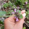 Clinopodium vulgare L. Lamiaceae - Clinopode commum