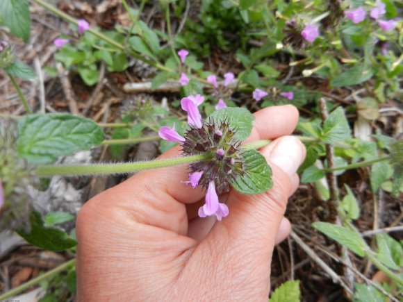 Clinopodium vulgare L. Lamiaceae - Clinopode commum