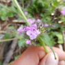 Clinopodium vulgare L. Lamiaceae - Clinopode commum