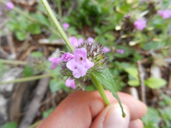 Clinopodium vulgare L. Lamiaceae - Clinopode commum