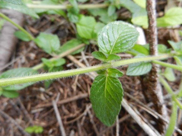 Clinopodium vulgare L. Lamiaceae - Clinopode commum