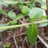 Clinopodium vulgare