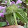 Clinopodium vulgare L. Lamiaceae - Clinopode commum