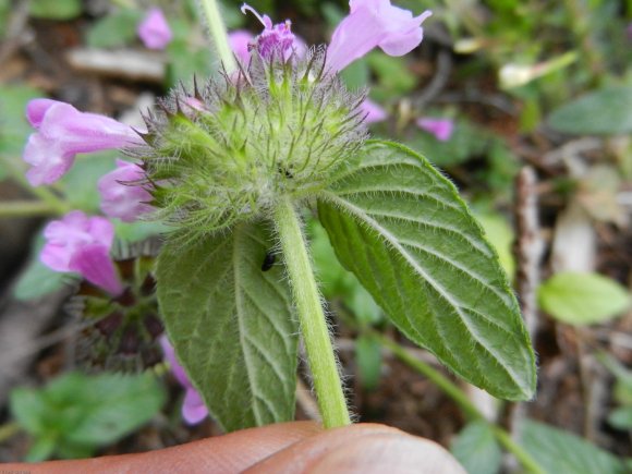 Clinopodium vulgare L. Lamiaceae - Clinopode commum