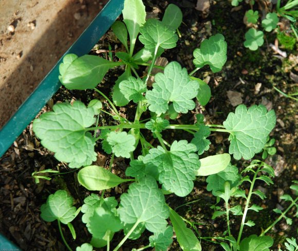 Lamium amplexicaule L. Lamiaceae - Lamier amplexicaule