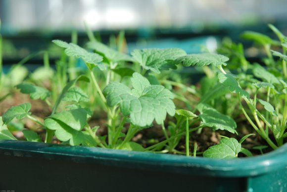 Lamium amplexicaule L. Lamiaceae - Lamier amplexicaule