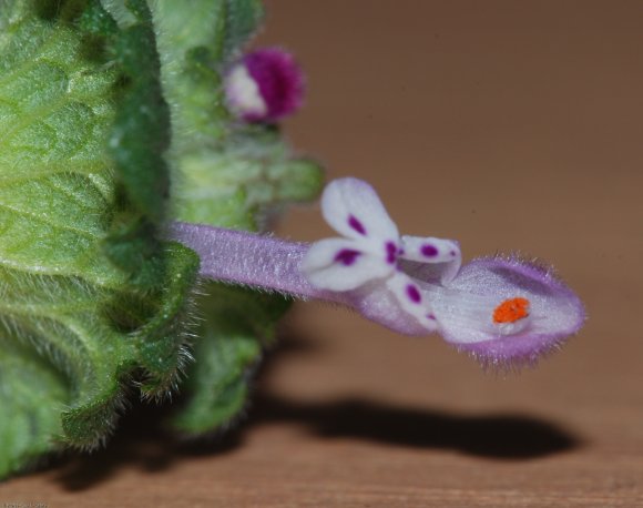 Lamium amplexicaule L. Lamiaceae - Lamier amplexicaule