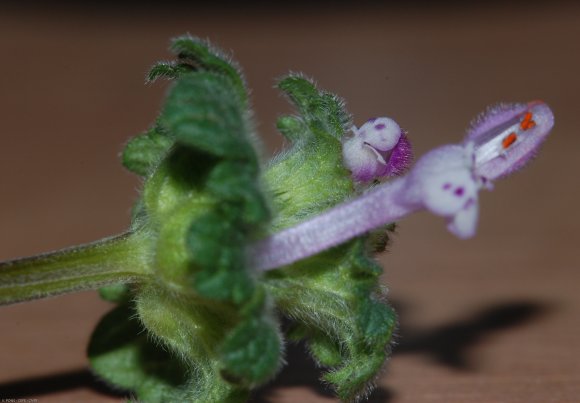 Lamium amplexicaule L. Lamiaceae - Lamier amplexicaule