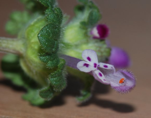 Lamium amplexicaule L. Lamiaceae - Lamier amplexicaule