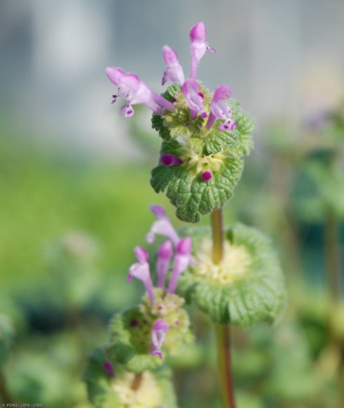 Lamium amplexicaule L. Lamiaceae - Lamier amplexicaule