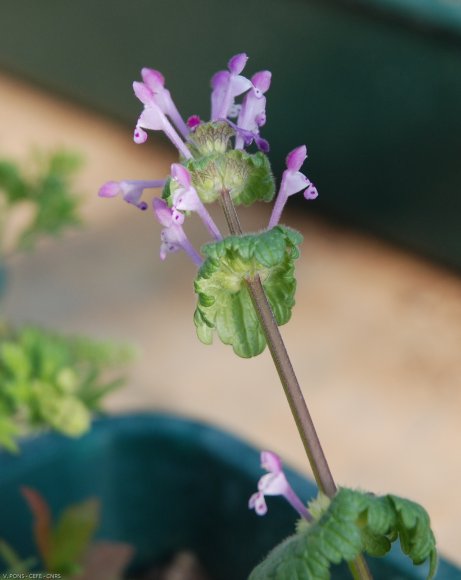 Lamium amplexicaule L. Lamiaceae - Lamier amplexicaule