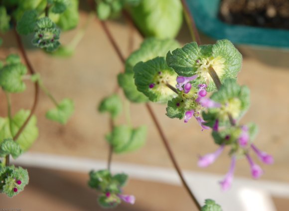 Lamium amplexicaule L. Lamiaceae - Lamier amplexicaule