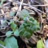 Lamium amplexicaule