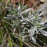 Lavandula latifolia Medik. Lamiaceae-Lavande