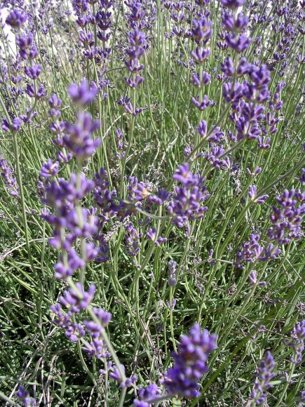 Lavandula latifolia Medik. Lamiaceae-Lavande