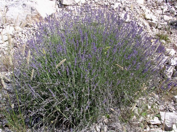 Lavandula latifolia Medik. Lamiaceae-Lavande