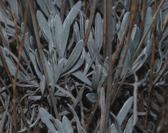 Lavandula latifolia Medik. Lamiaceae-Lavande