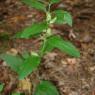 Melittis melissophyllum L. Lamiaceae - Mélitte à feuilles de mél