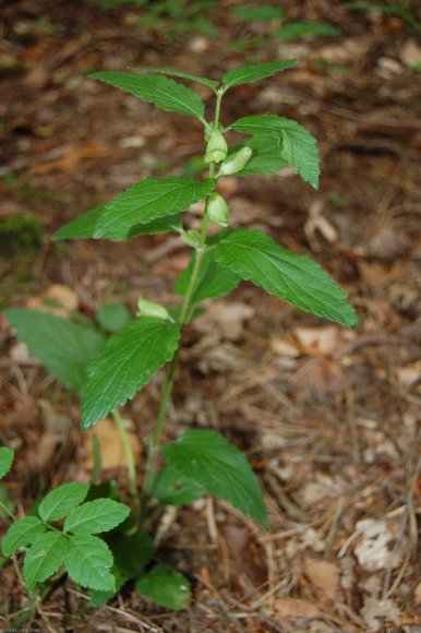 Melittis melissophyllum L. Lamiaceae - Mélitte à feuilles de mél