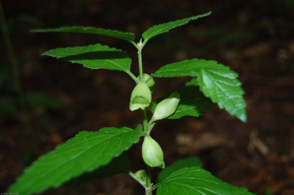 Melittis melissophyllum L. Lamiaceae - Mélitte à feuilles de mél