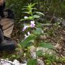 Melittis melissophyllum L. Lamiaceae - Mélitte à feuilles de mél