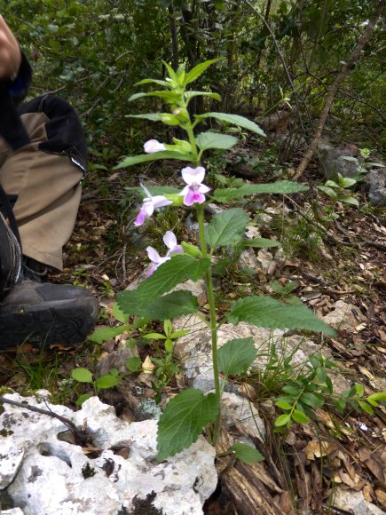 Melittis melissophyllum L. Lamiaceae - Mélitte à feuilles de mél