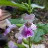 Melittis melissophyllum L. Lamiaceae - Mélitte à feuilles de mél