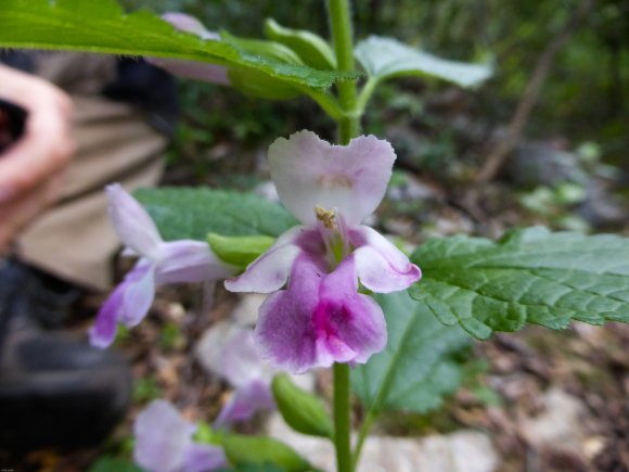 Melittis melissophyllum L. Lamiaceae - Mélitte à feuilles de mél