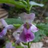 Melittis melissophyllum L. Lamiaceae - Mélitte à feuilles de mél