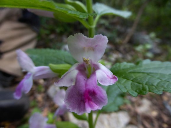 Melittis melissophyllum L. Lamiaceae - Mélitte à feuilles de mél