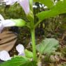 Melittis melissophyllum L. Lamiaceae - Mélitte à feuilles de mél