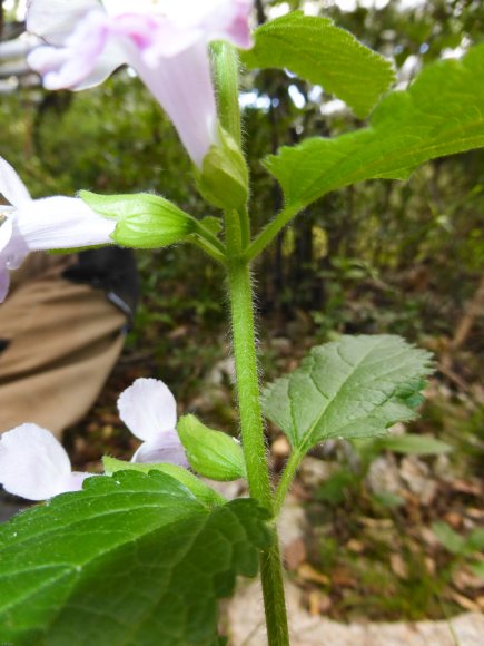 Melittis melissophyllum L. Lamiaceae - Mélitte à feuilles de mél