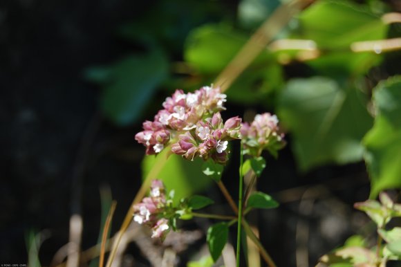 Origanum vulgare L. Lamiaceae - Origan, Marjolaine sauvage