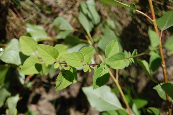 Origanum vulgare L. Lamiaceae - Origan, Marjolaine sauvage