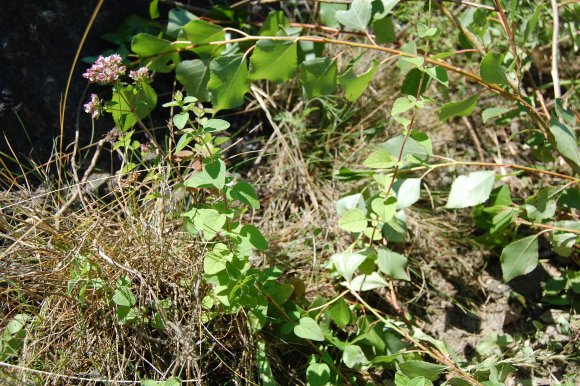 Origanum vulgare L. Lamiaceae - Origan, Marjolaine sauvage