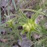 Phlomis lychnitis L. Lamiaceae- Lychnite