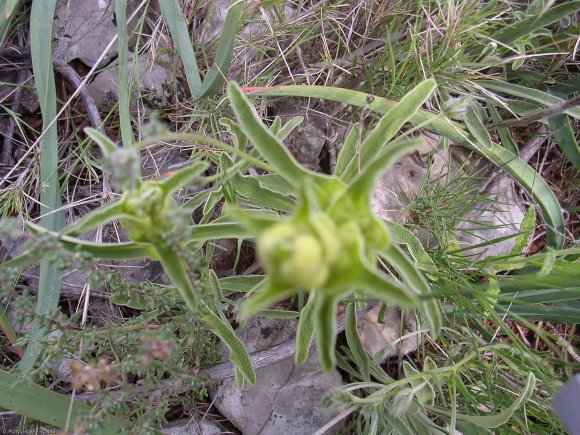 Phlomis lychnitis L. Lamiaceae- Lychnite