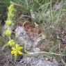 Phlomis lychnitis L. Lamiaceae- Lychnite