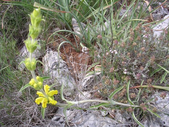 Phlomis lychnitis L. Lamiaceae- Lychnite