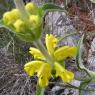 Phlomis lychnitis L. Lamiaceae- Lychnite