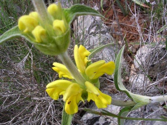 Phlomis lychnitis L. Lamiaceae- Lychnite