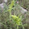 Phlomis lychnitis L. Lamiaceae- Lychnite