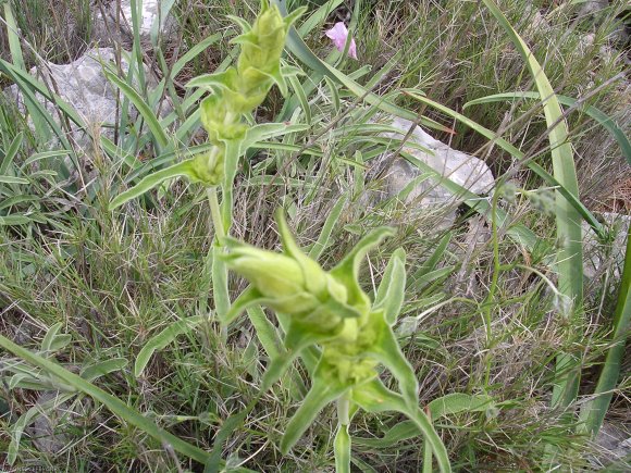 Phlomis lychnitis L. Lamiaceae- Lychnite