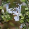 Rosmarinus officinalis L. Lamiaceae - Romarin