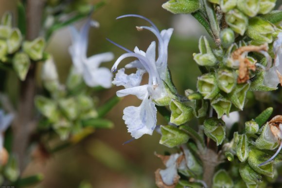 Rosmarinus officinalis L. Lamiaceae - Romarin