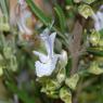Rosmarinus officinalis L. Lamiaceae - Romarin